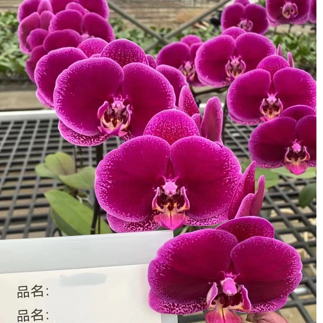 【微瑕】黑玫瑰不带花剑仅是苗3.0
