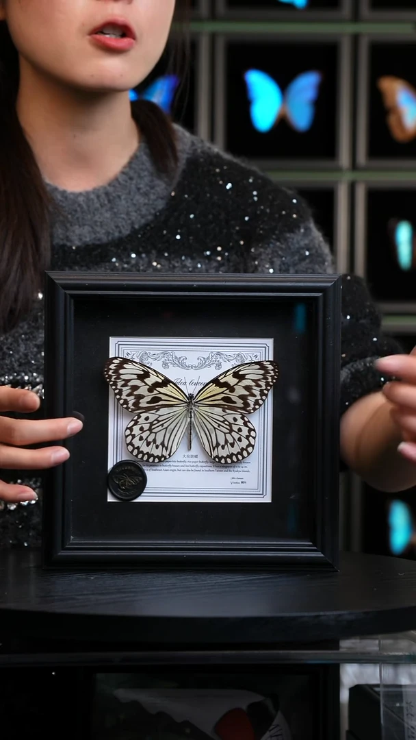 大帛斑蝶盲盒版7寸方框