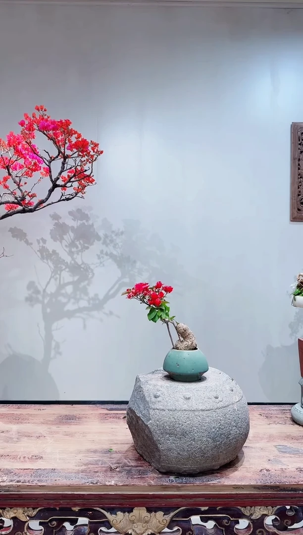 【闪购商品】盆景韩国红