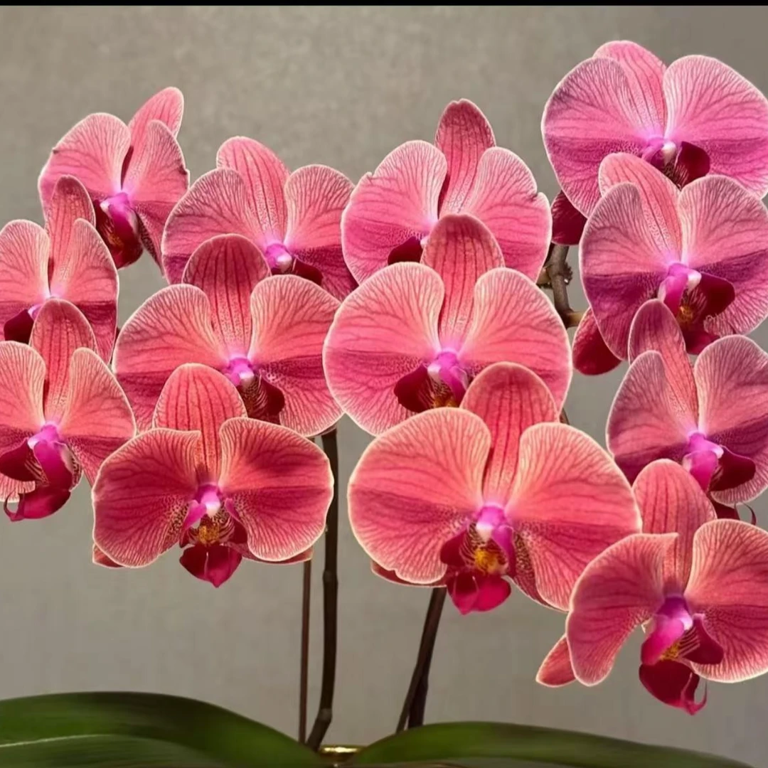 无品牌【老板卖花记】蝴蝶兰 2.8寸杯寸杯聚宝柑橘到家可升杯