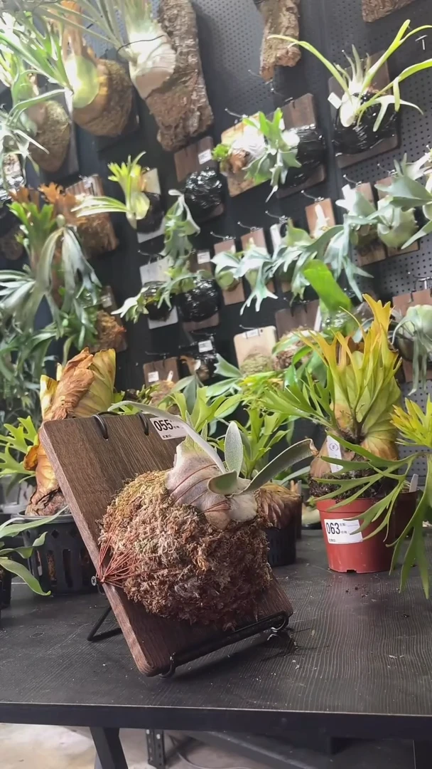 完全开放AR孢子苗