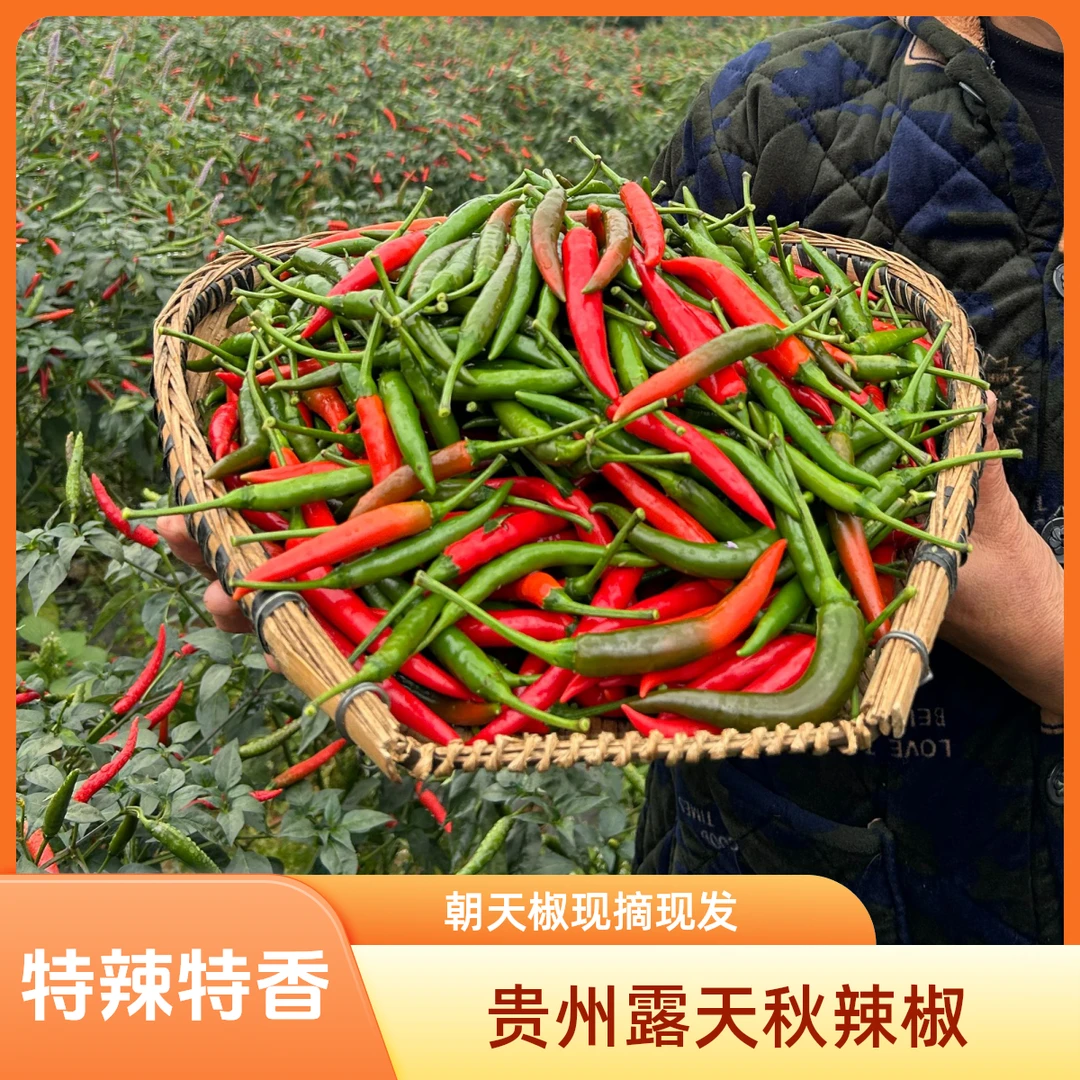 贵州高山朝天椒 艳椒 特辣特香秋辣椒 下树辣椒露天种植 现摘现发