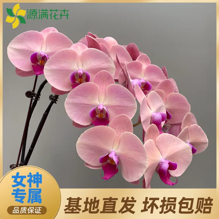 蝴蝶兰【欣欣向荣】精品兰花室内阳台办公室高端花卉盆栽高端年宵花