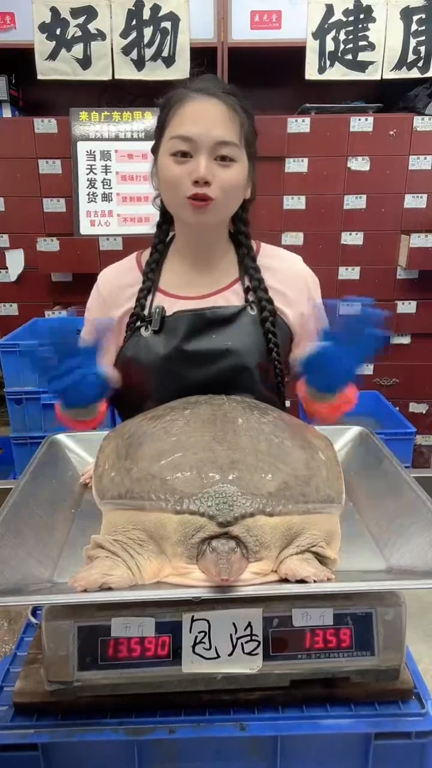 中国大陆?****࿐13斤一只