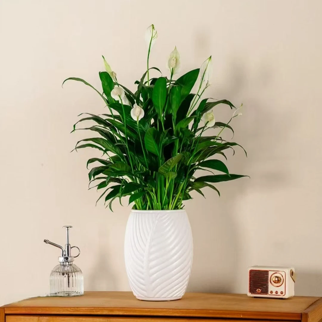 白掌盆栽易活顺风顺水室内花卉绿植水土养四季开花客厅带花