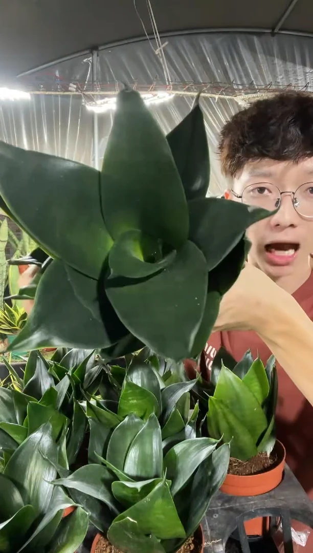 黑金刚带盆土10厘米12.8