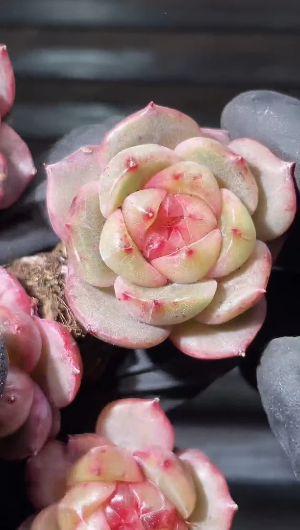 30-97 沧海遗珠2-3厘米量拍发一颗