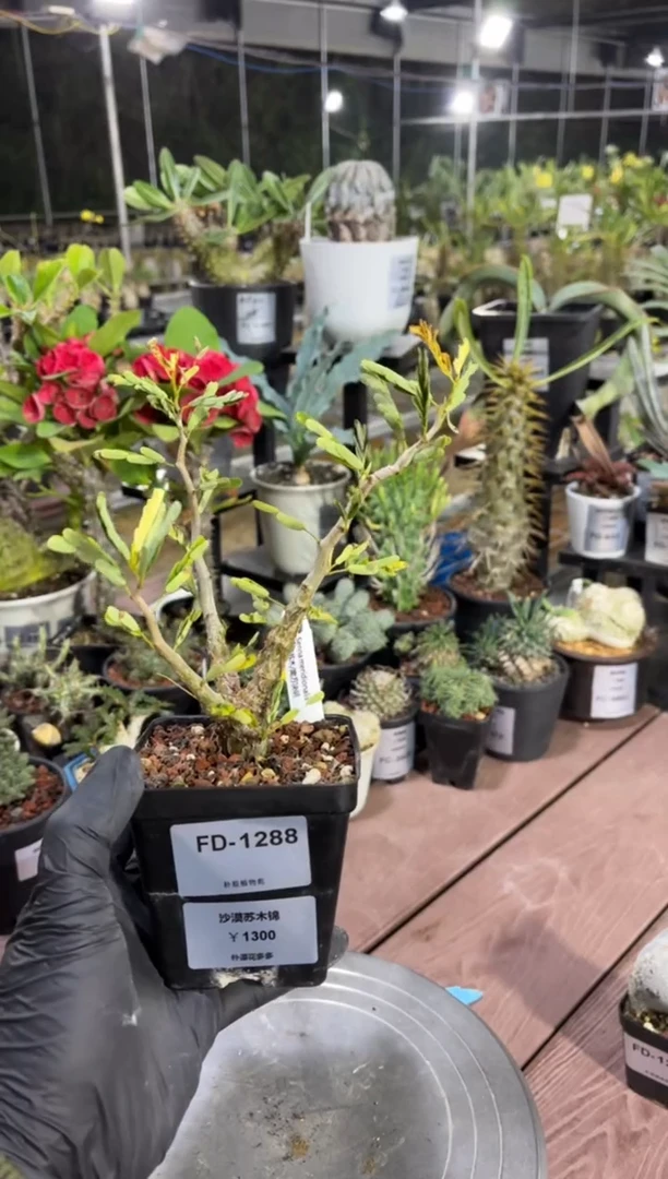 脚****花沙漠苏木锦FD-1288