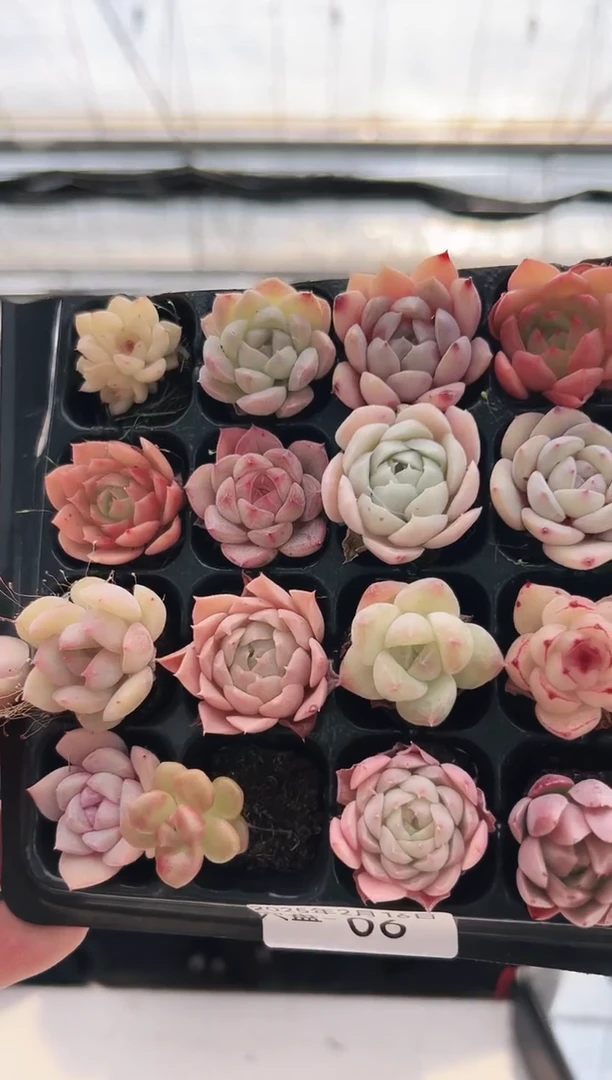 【闪购商品】穴盘-6