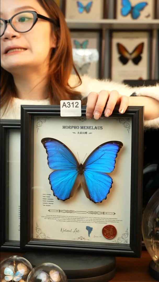 大蓝闪蝶-英文（10寸欧式黑框）A312