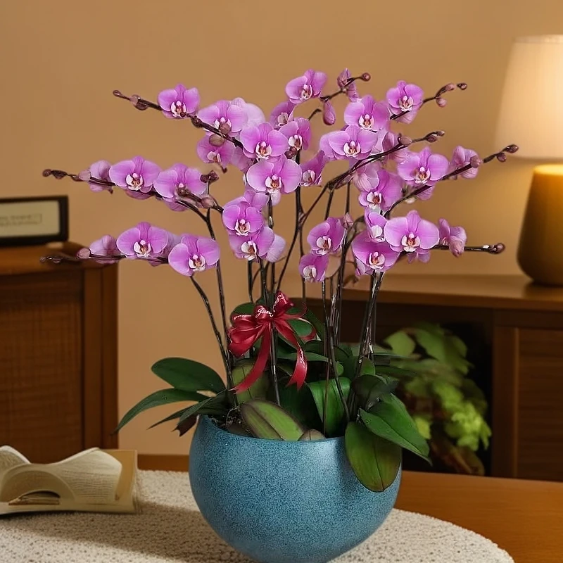 蝴蝶兰【范冰冰】艺术组盆室内花卉美观耐养绿植盆栽