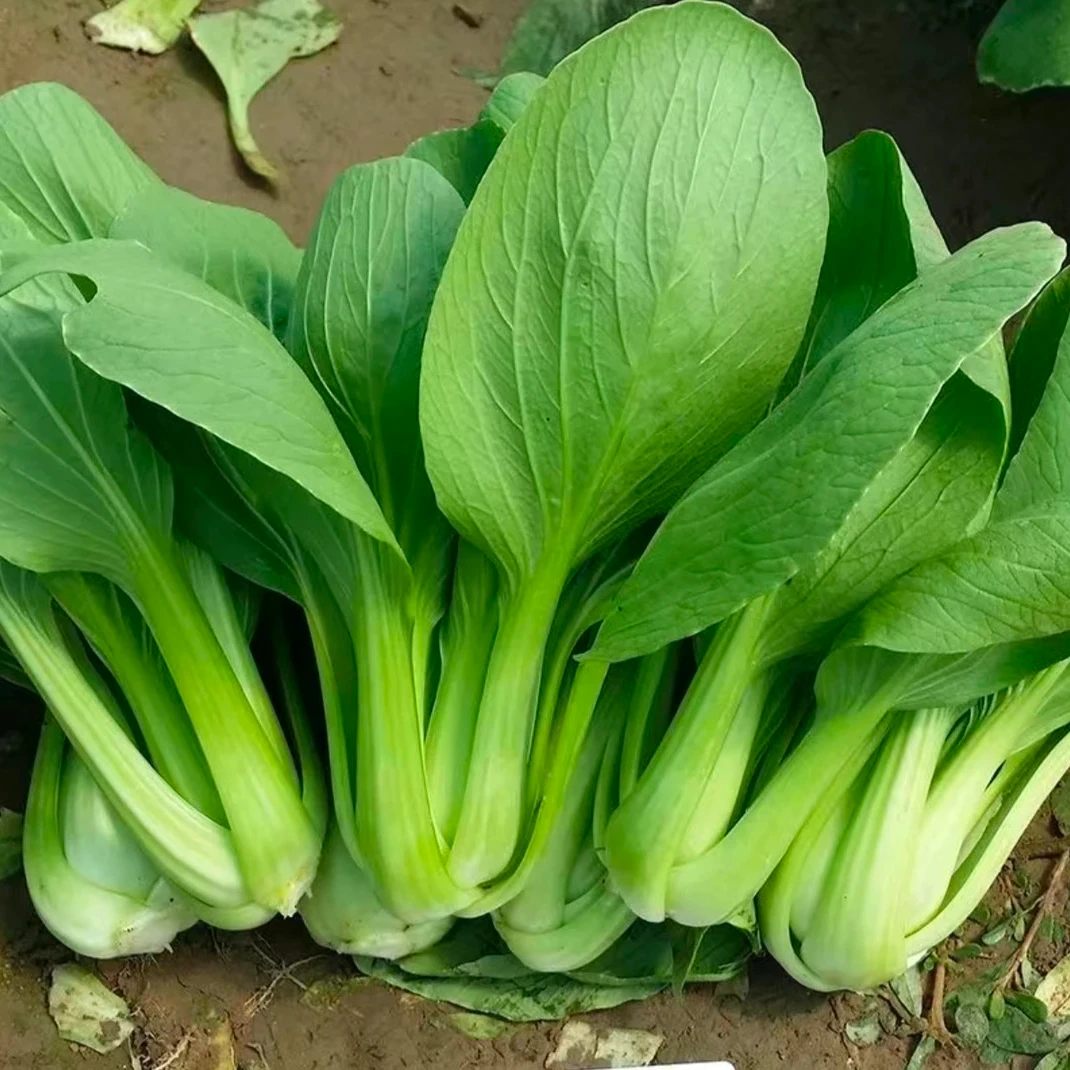 【优雅绿源家庭农场】现拔现发新鲜油菜三斤