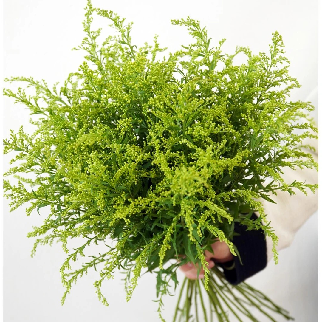 黄英草家庭插花配草鲜花鲜切花-今天下单明天送达-任意2单包邮送保鲜剂鲜花批发直播次日达包邮新店