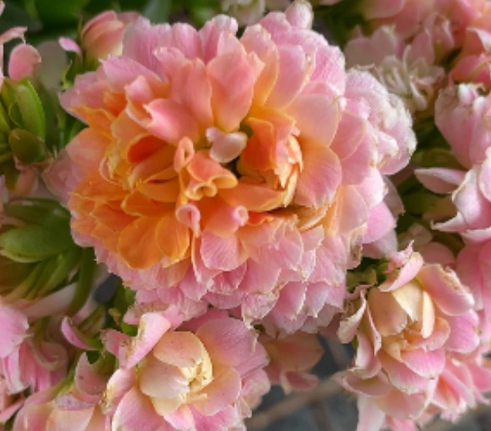 120神明少女长寿花