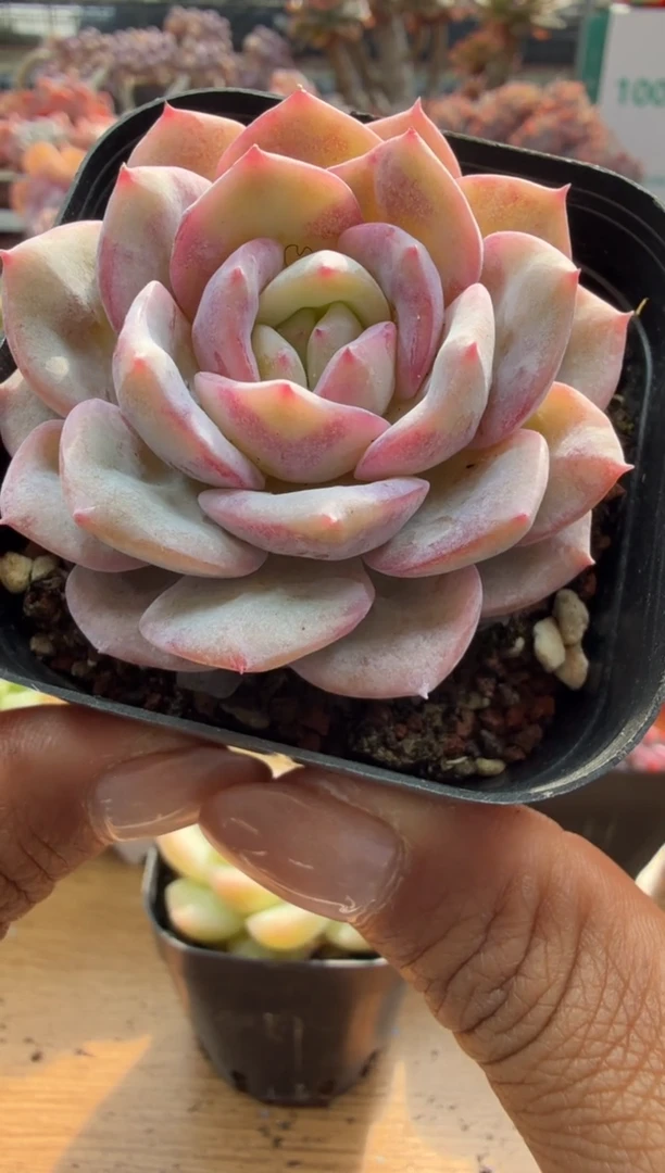 东云多肉园二店-255