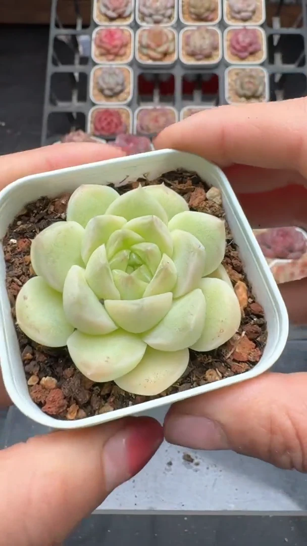 【闪购商品】735号珍妮多肉一物一拍3单包邮