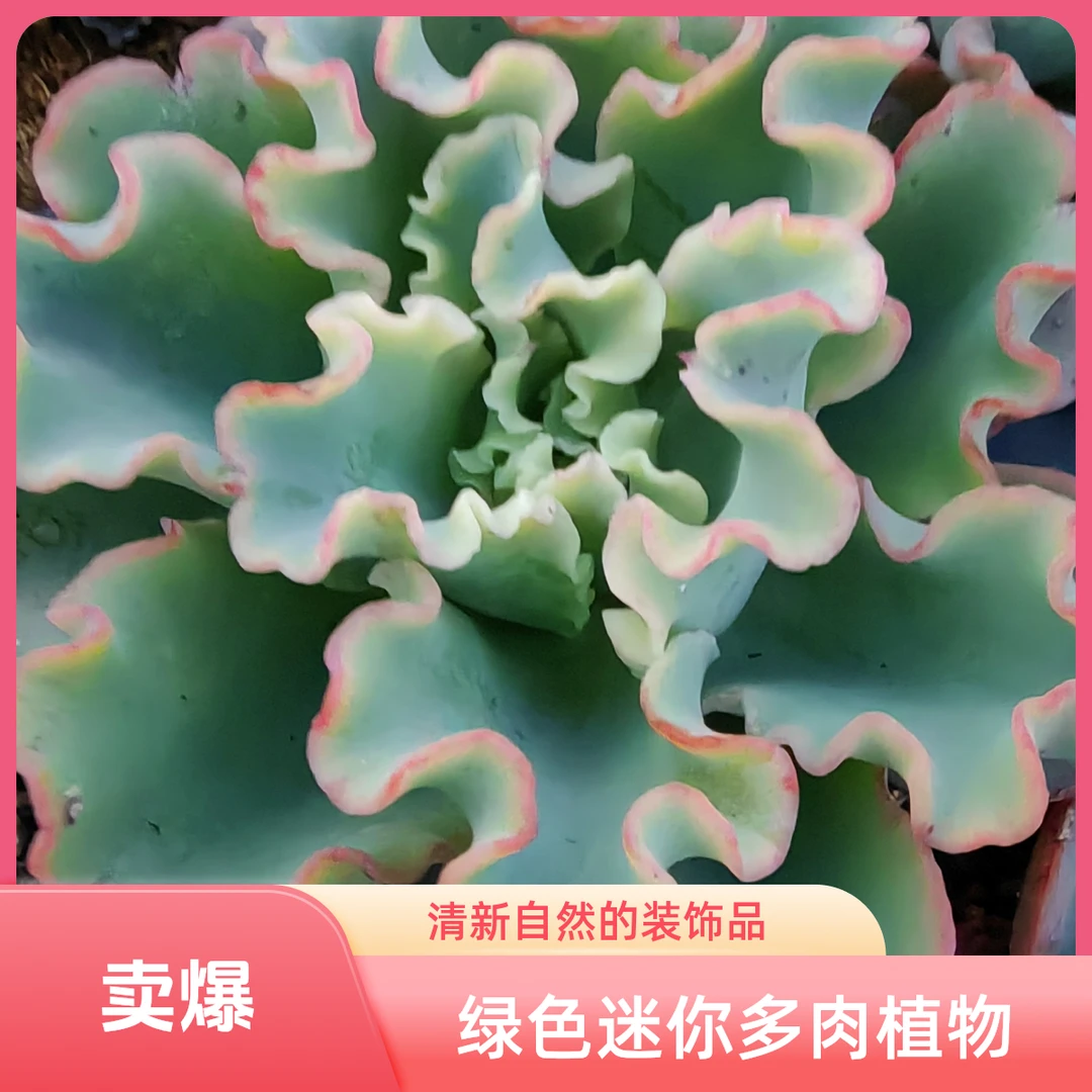 多肉:水瓶座，颜色蓝，冠幅大