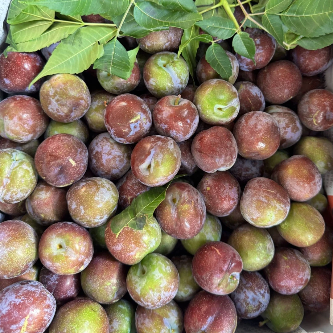 【顺丰送上门】新鲜脱骨李子净重4.5斤当季水果脆甜李子同城送广西壮族自治区