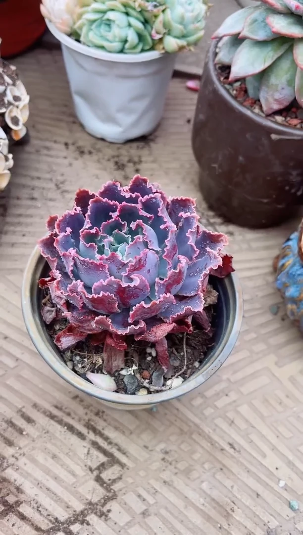 【闪购商品】24114