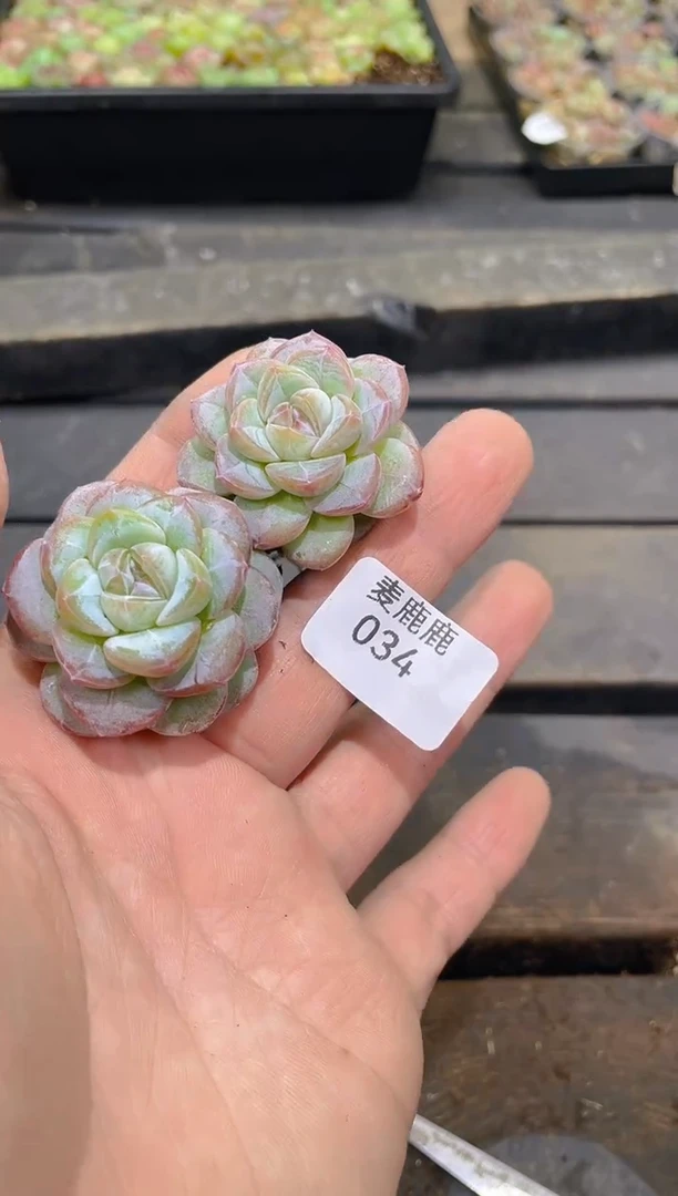 034玫瑰水晶爆珠      量拍