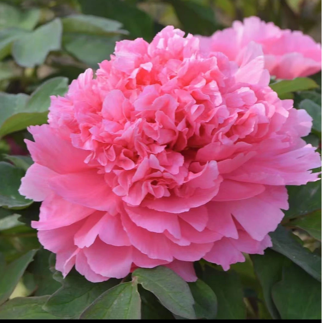 （大胡红）牡丹花苗 先发花肥 （预售卡）秋天发苗菏泽基地直发