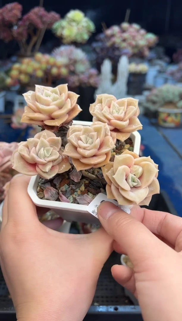 【闪购商品】645不带盆