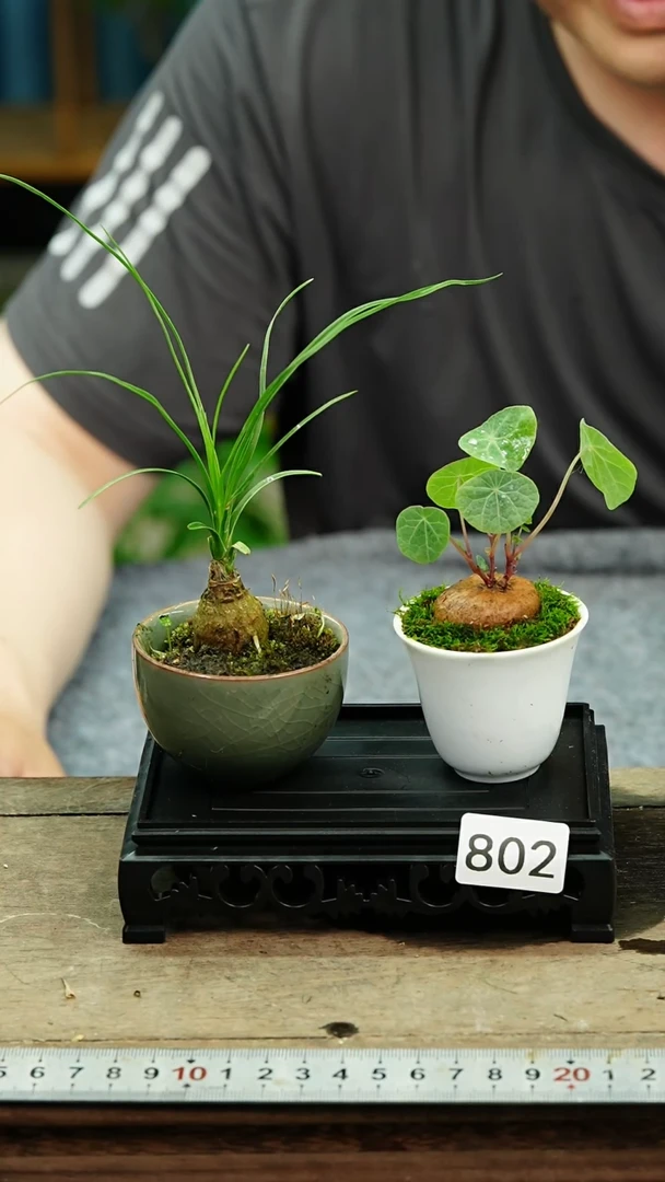 无花朵苔藓微景观802号