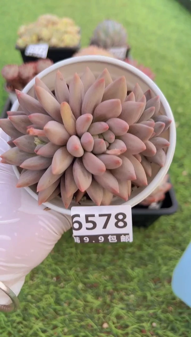 【闪购商品】信福多肉一物一拍