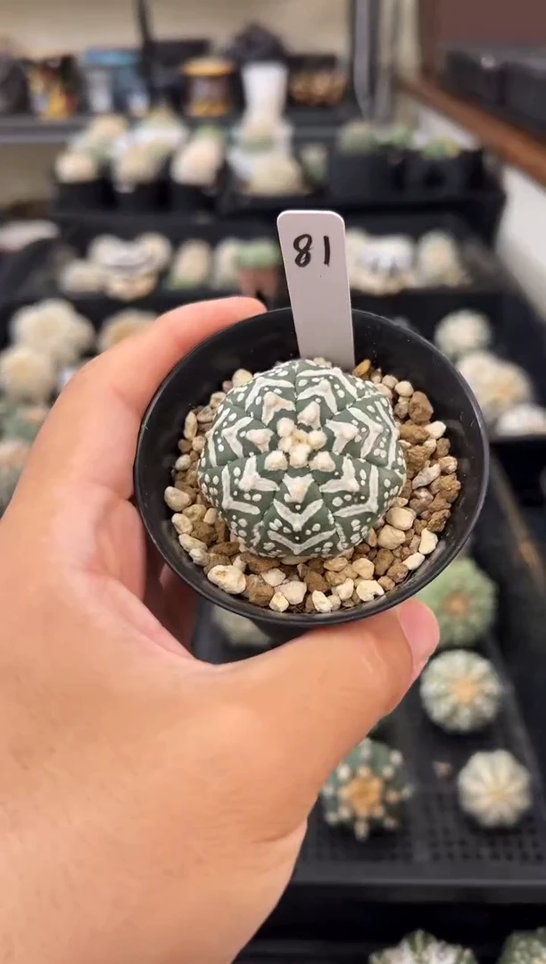 清**林实生根星兜仙人球编码81