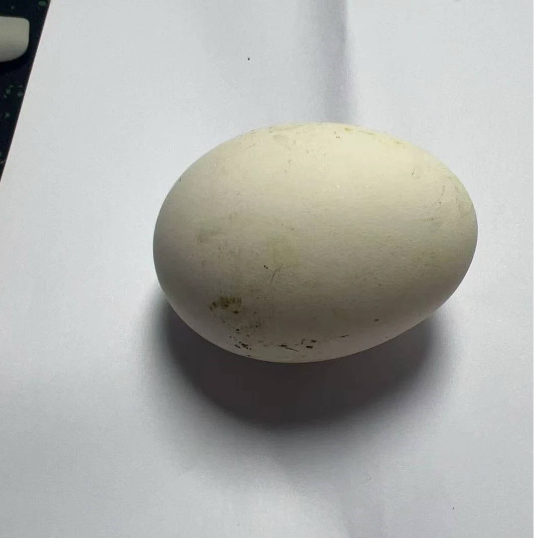 深山土鹅蛋新鲜个大每个约200G
