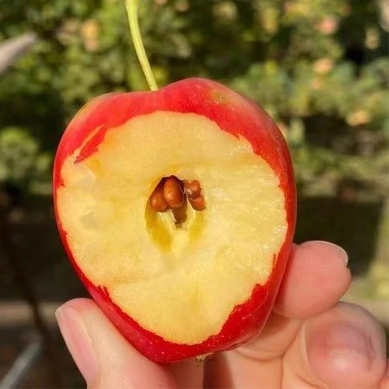 【顺丰包邮】新疆香妃海棠果酸甜可口新鲜当季水果鸡心果