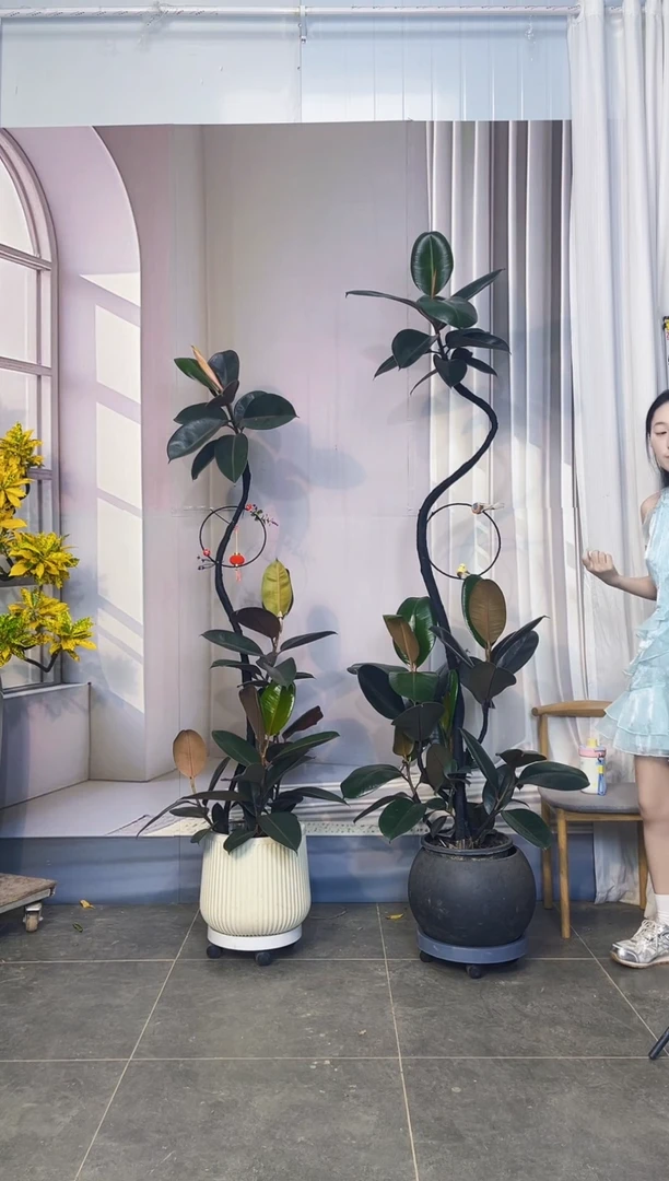 无花朵柳***?黑金刚一整套