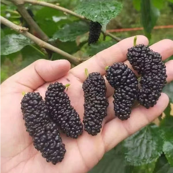 《同城配送》桑甚1盒约2斤