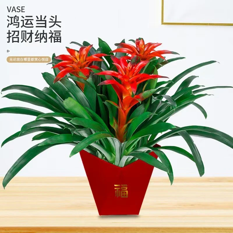 【3颗鸿运当头】盆栽水培大红星凤梨花带花绿植室内客厅大型办公室