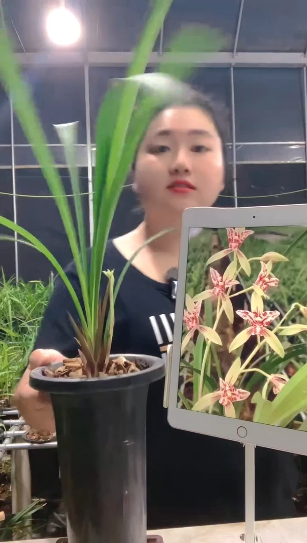 当前无花朵，栽培后可花朵飛*朝阳三星