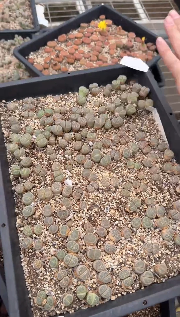 多肉植物肉锥脱土发9-373