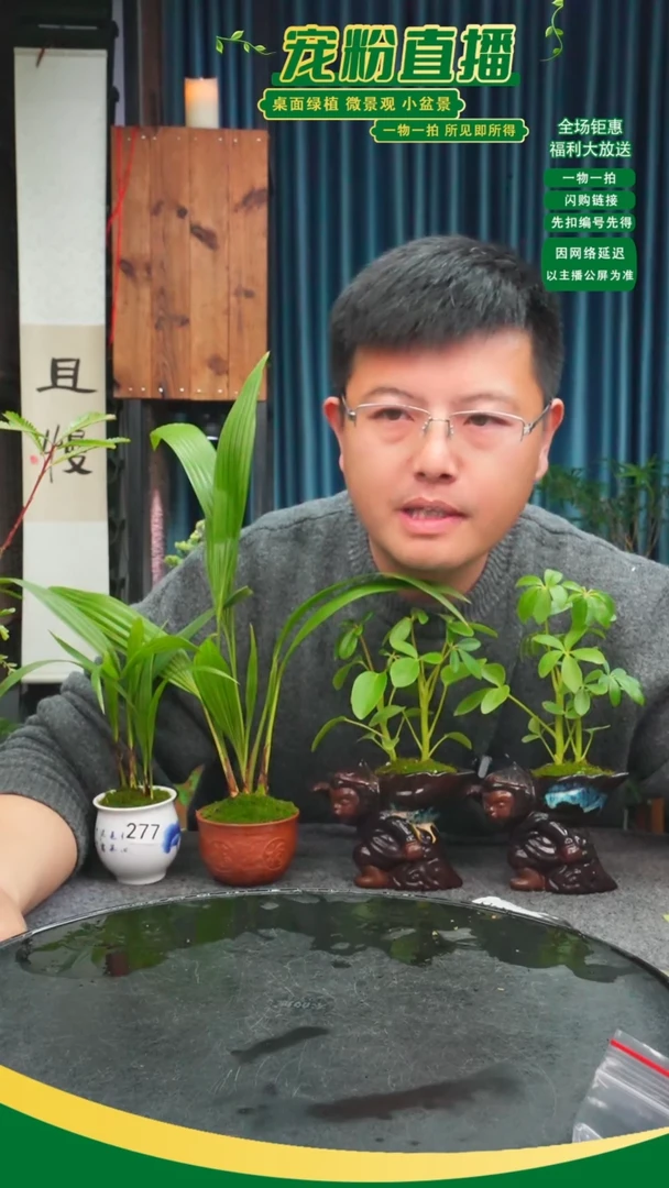 无花朵阿*苔藓微景观277号