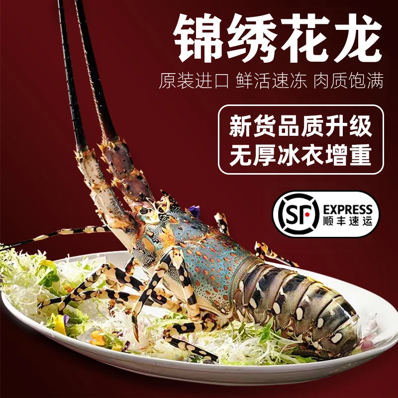 鲜活冷冻澳洲花龙 大虾年货送礼