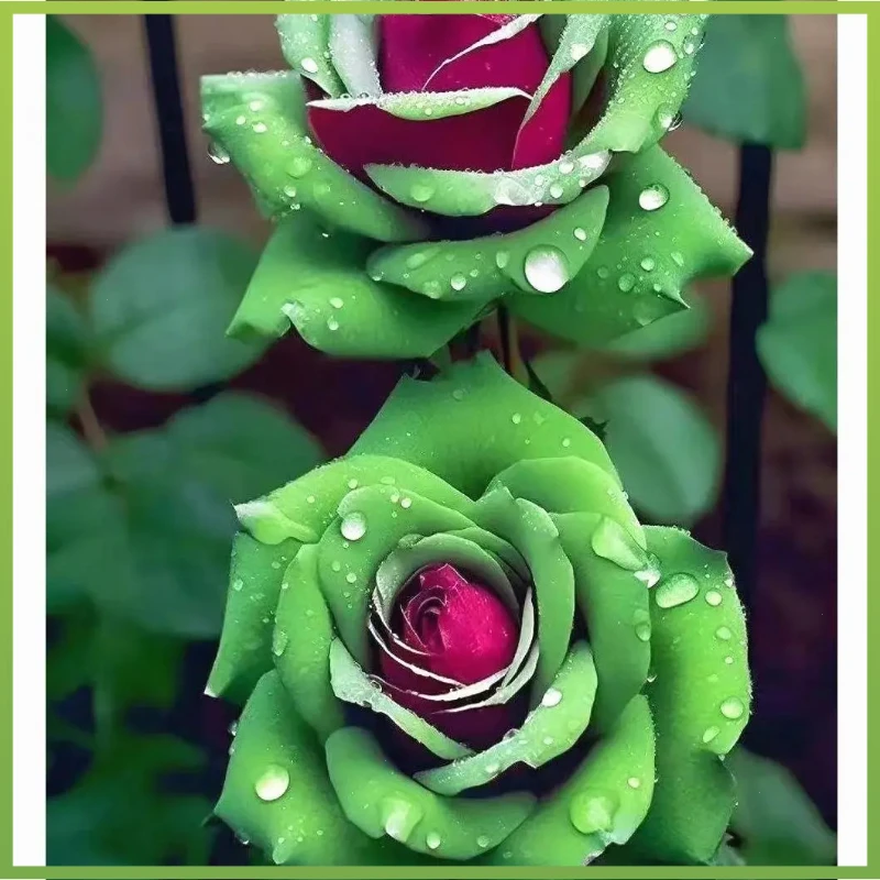 【稀有新品种】进口苏格红绿玫瑰老桩浓香型花春季盆栽地栽四季开花