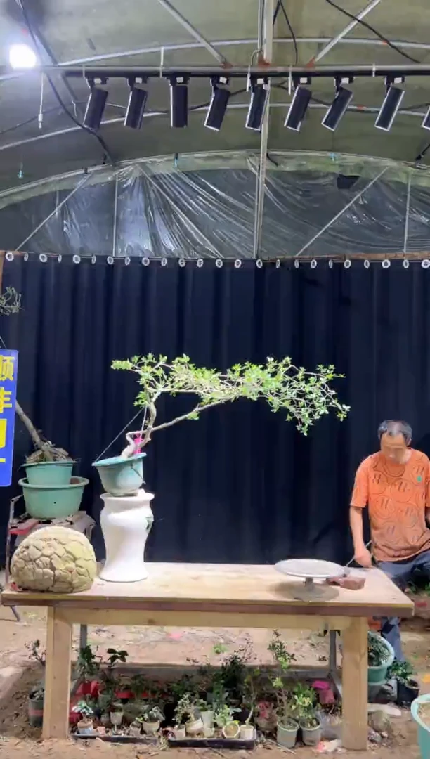 当前无花栽培后可以开花甘****虎海岛栀子花