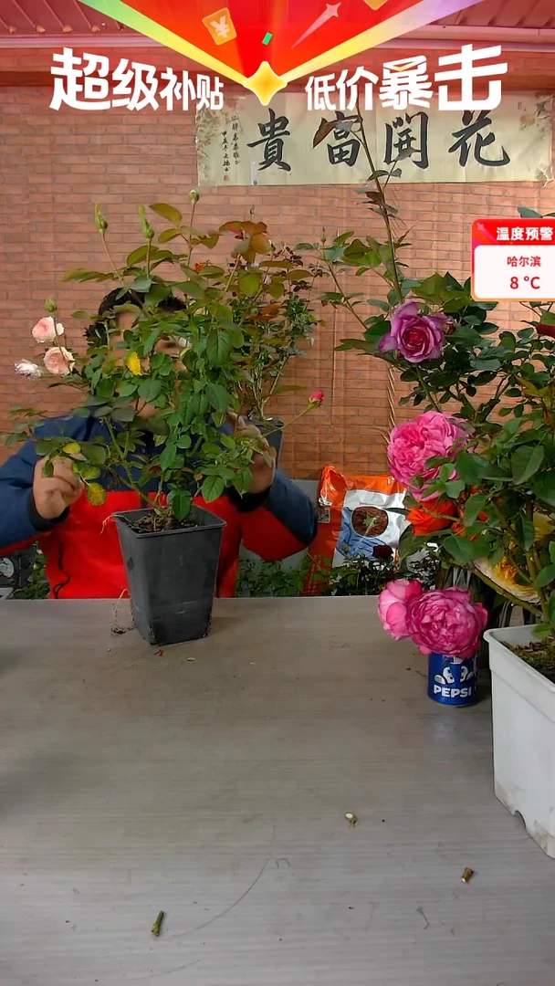 当前无花朵，栽培后可花朵家****?杏苑雪晴