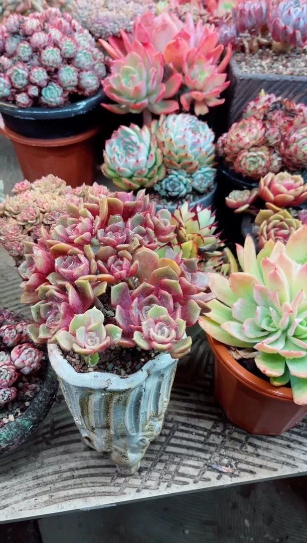 【闪购商品】09042