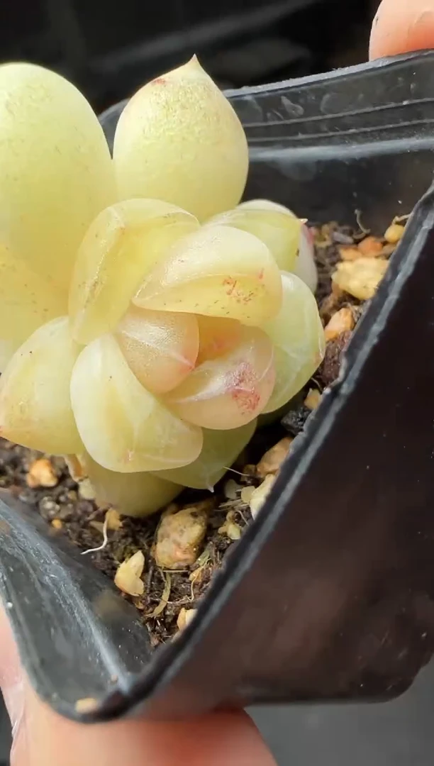 【闪购商品】一物一拍0116—39