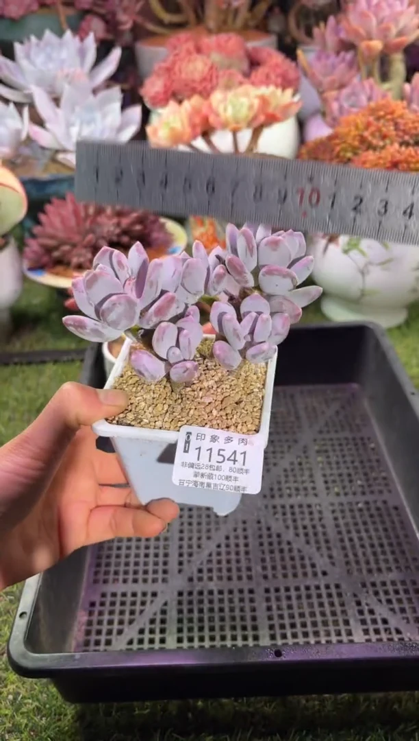 【闪购商品】11541