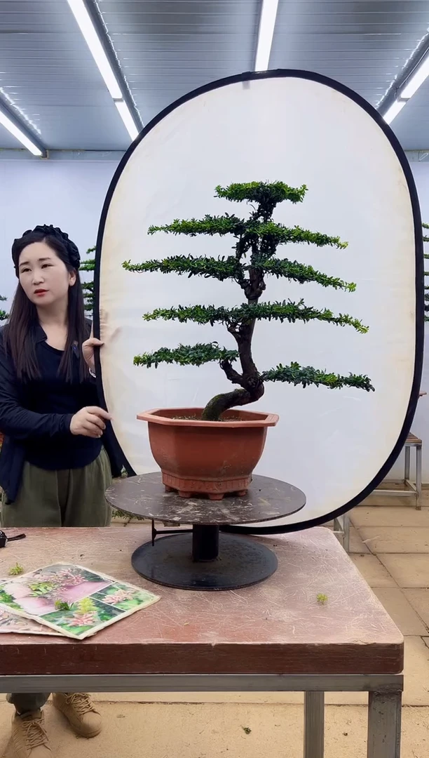 无花朵用****0一物一拍，所见即所得