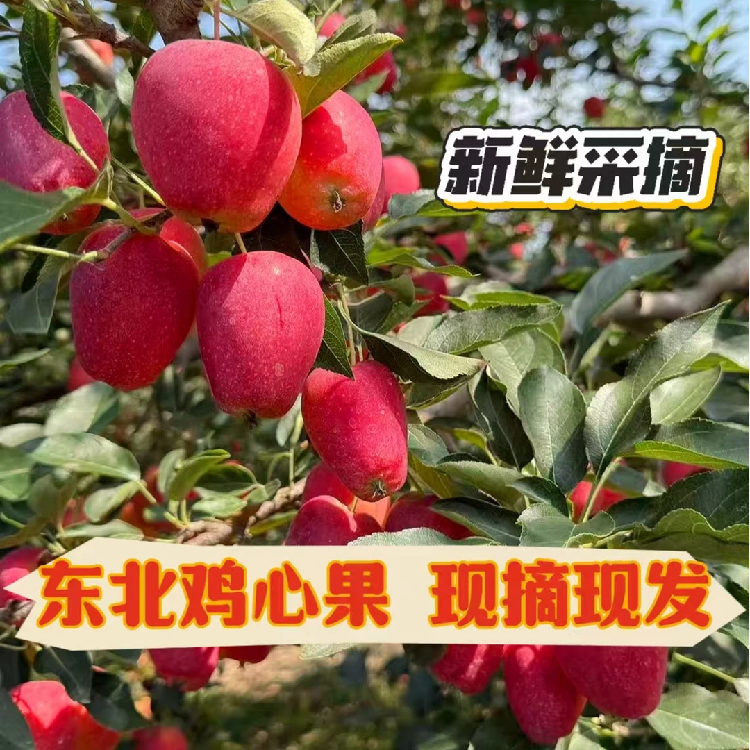 【现摘现发】东北鸡心果脆甜爆汁产地直发自然熟精选大果坏果包赔