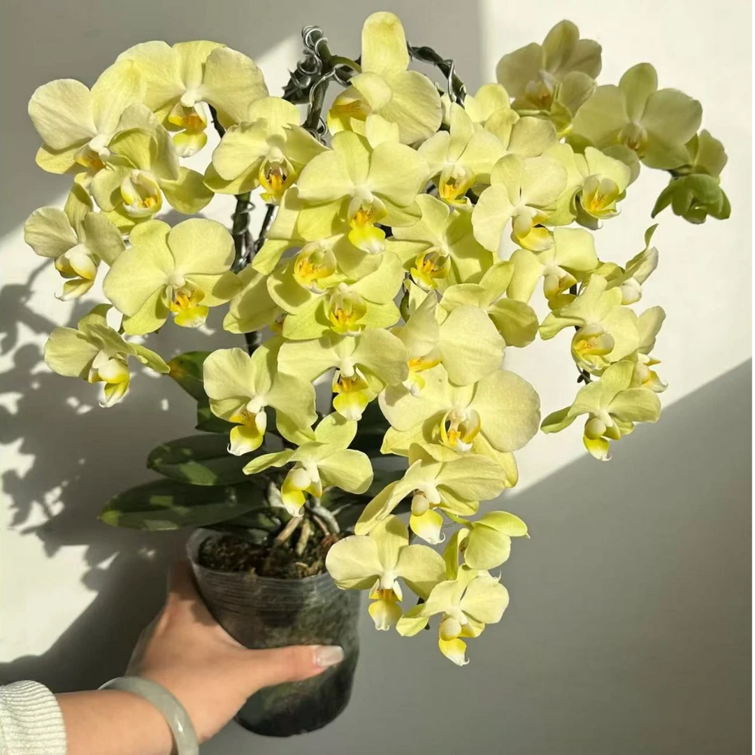 开成花树 3个花剑 【卡利】蝴蝶兰 花期超长花期7个月左右