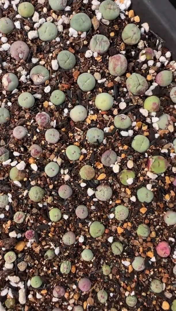 【闪购商品】20-204一颗