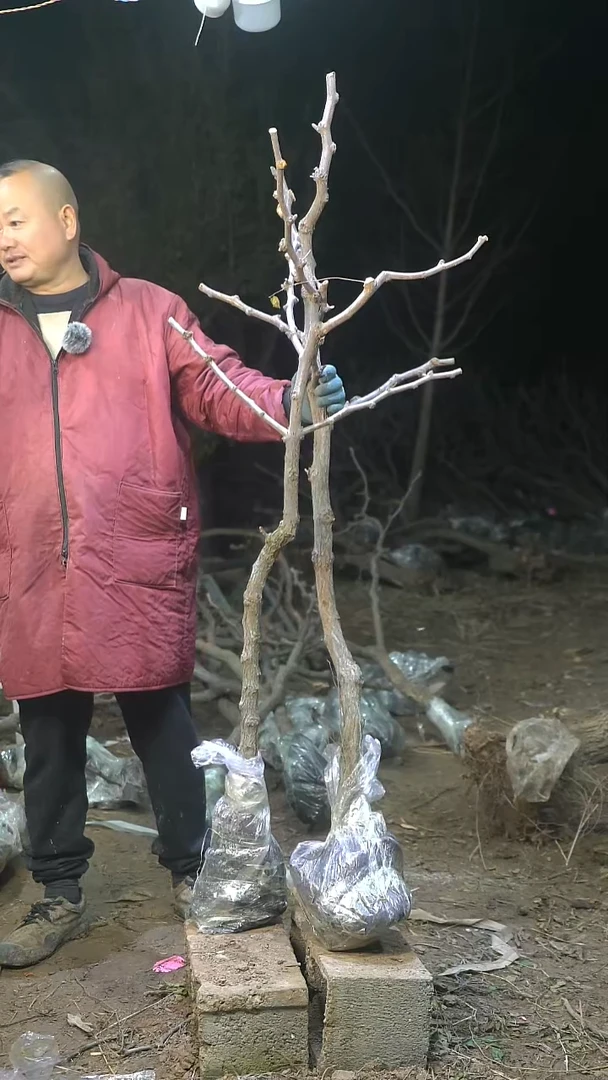 完全开放枣树337