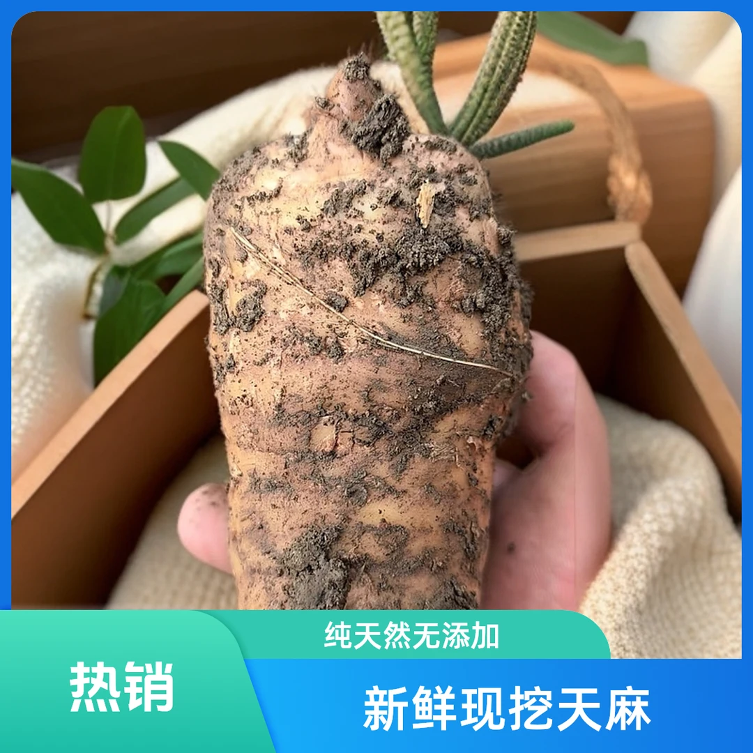 【新鲜天麻】湖北五峰高山天麻